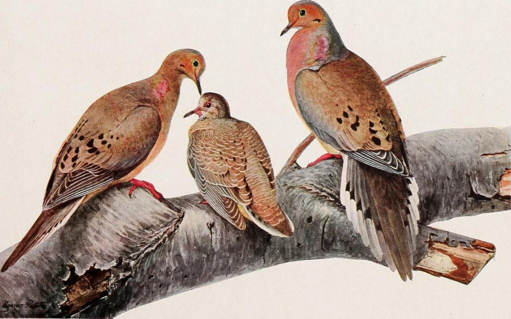 The last passenger pigeon dies at the Cincinnati Zoo