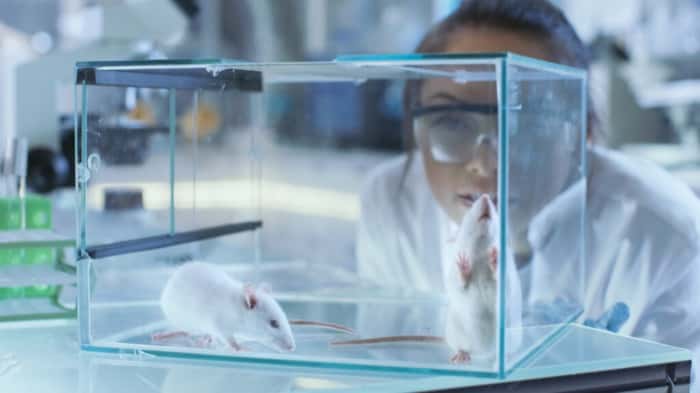 Two rats' brains were connected successfully so they could share information