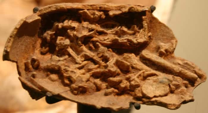 Rare Dinosaur Embryos Found in Fossilized Eggs