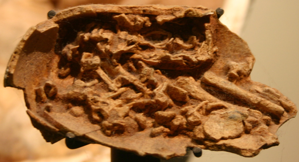 Rare Dinosaur Embryos Found in Fossilized Eggs