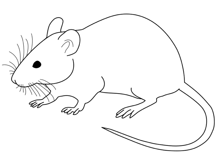 Harvard Patented a Genetically Engineered Mouse