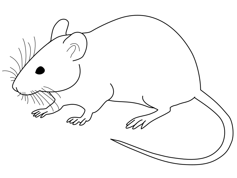 Harvard Patented a Genetically Engineered Mouse