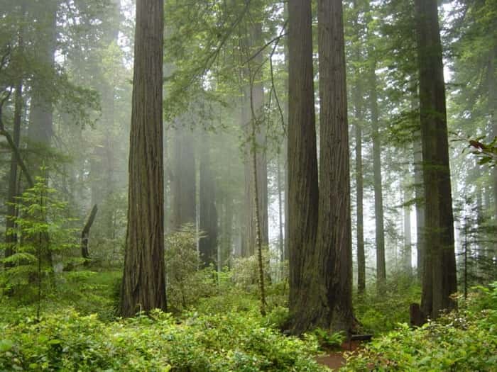 California's Redwood Forest is Established as a National Park