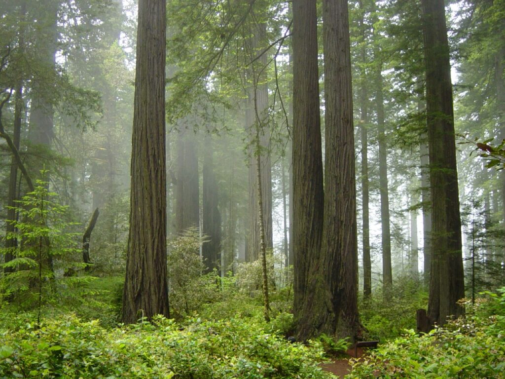 California's Redwood Forest is Established as a National Park